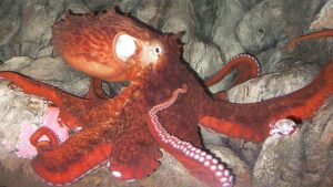 OCTOPUS