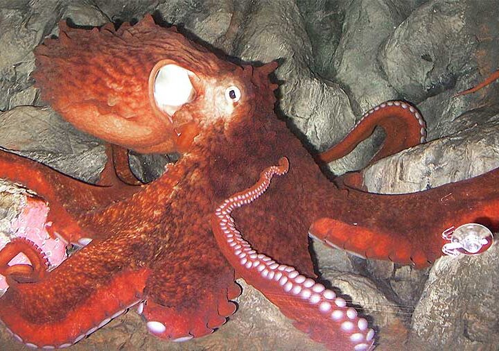 OCTOPUS