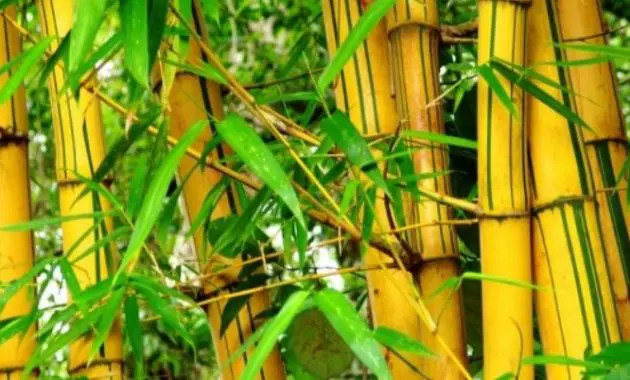 Phyllostachys aurea