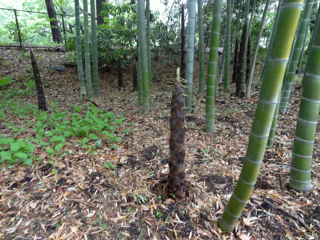 Phyllostachys edulis