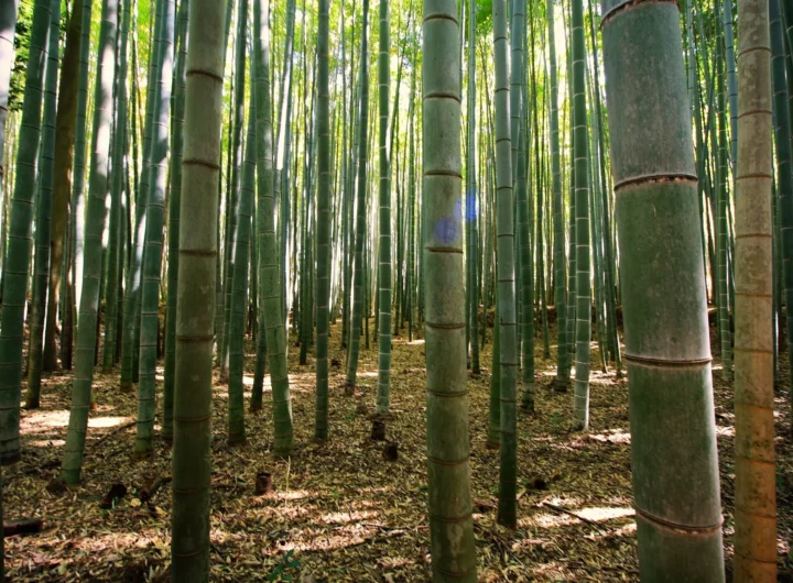 Phyllostachys edulis