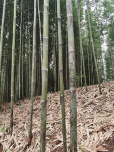 bamboo