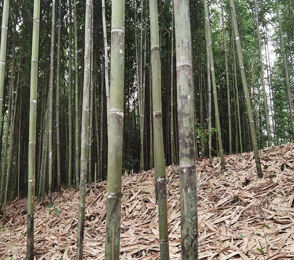 bamboo
