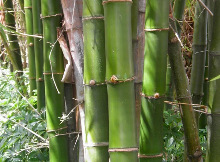 bambusa vulgaris