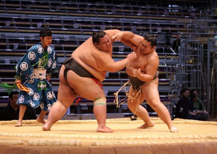 sumo