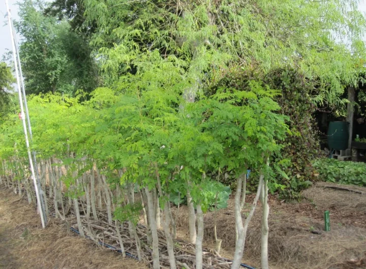 Moringa Tree