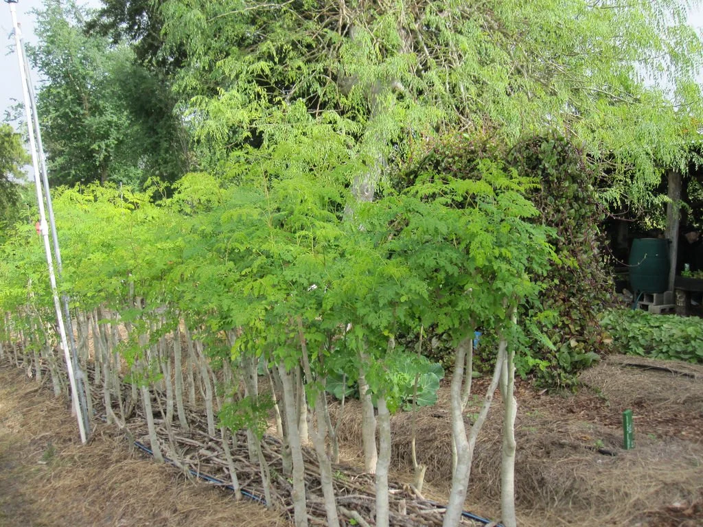 Moringa Tree