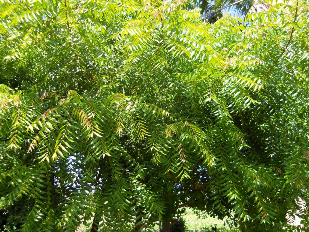 Neem Tree