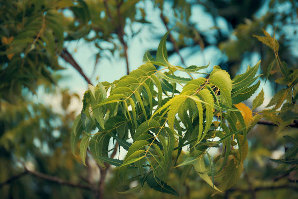 Neem Tree