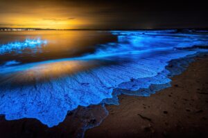 The Secrets of Bioluminescence