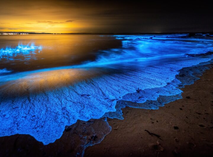 The Secrets of Bioluminescence