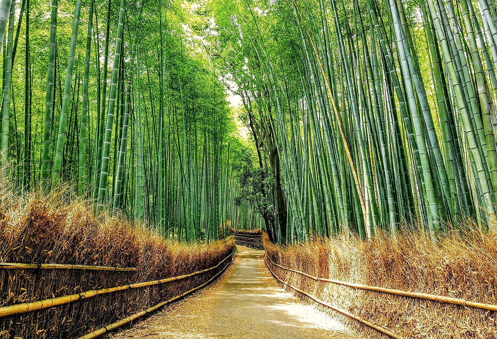 bamboo
