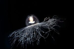 immortal jellyfish