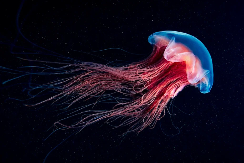 jellyfish