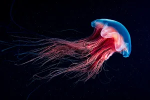 jellyfish