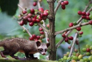 luwak coffee