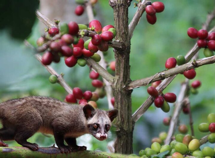 luwak coffee