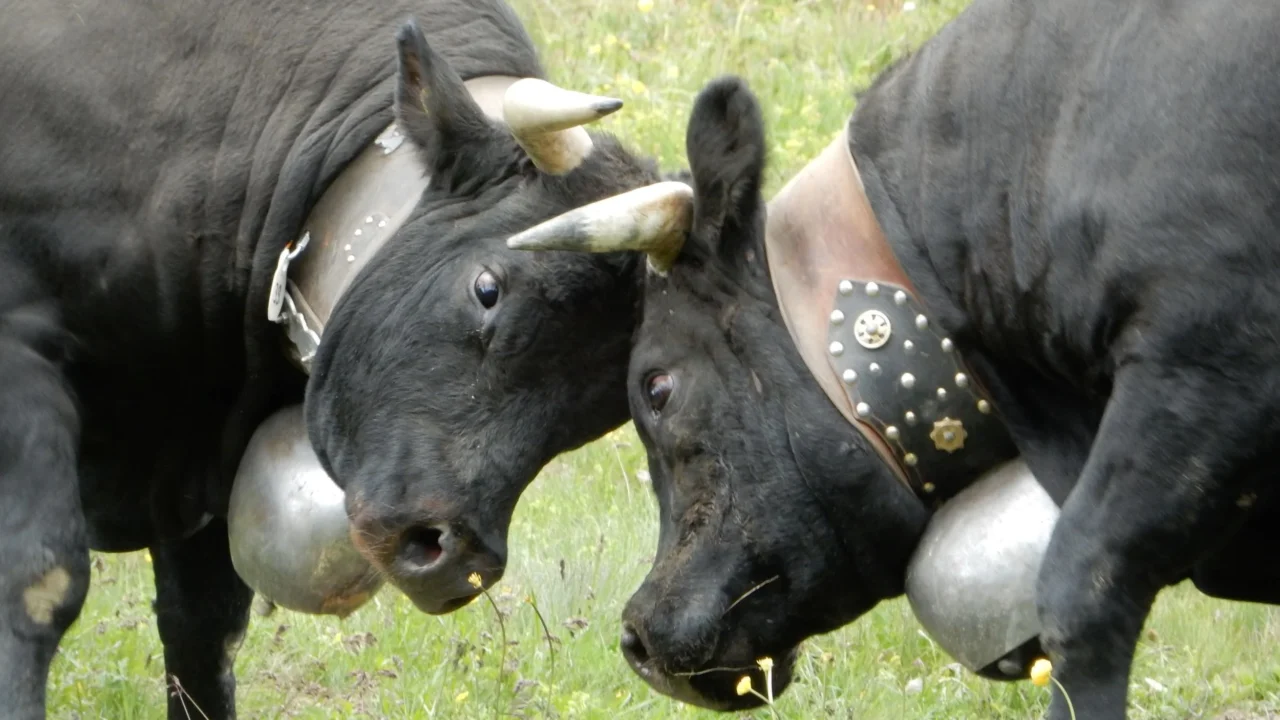 Horns Locked in Battle The Ancient Tradition of Hérens Cow Fights in Valais
