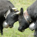 Horns Locked in Battle The Ancient Tradition of Hérens Cow Fights in Valais