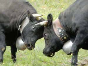 Horns Locked in Battle The Ancient Tradition of Hérens Cow Fights in Valais