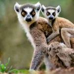 The History of Madagascar From Isolated Island to Unique African Nation