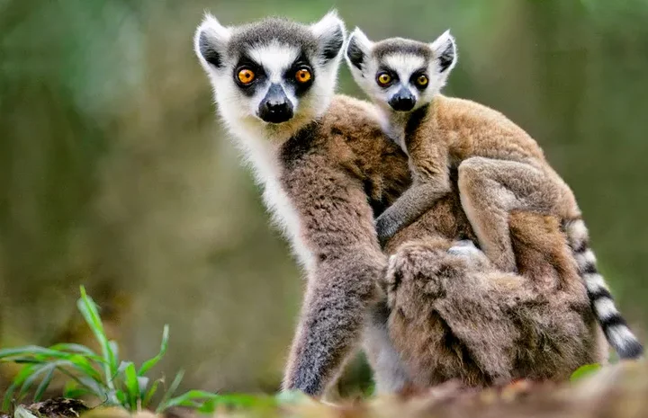 The History of Madagascar From Isolated Island to Unique African Nation