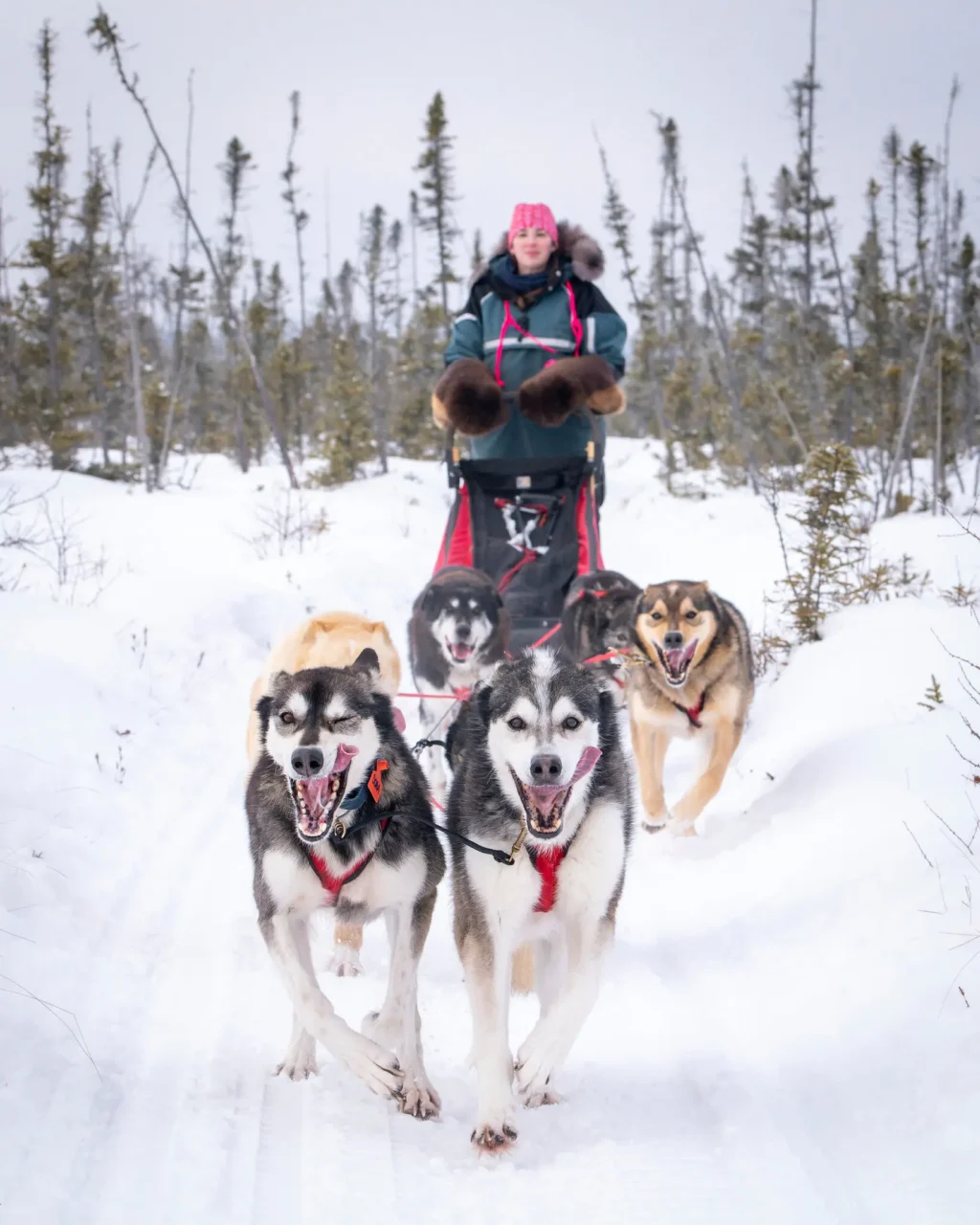 Inside the World of Sled Dog Racing and Human Bonds