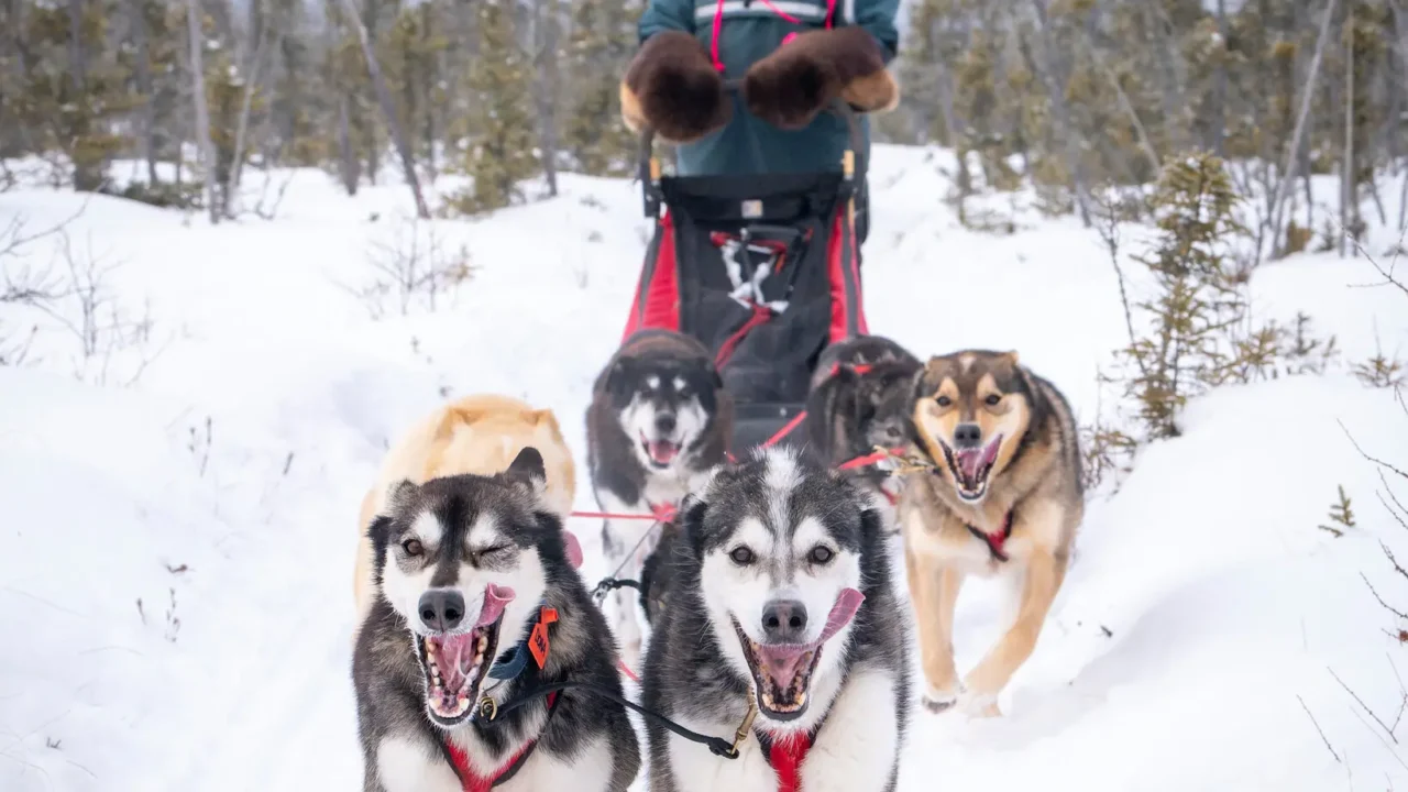 Inside the World of Sled Dog Racing and Human Bonds