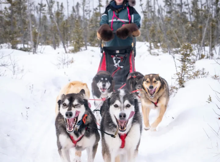 Inside the World of Sled Dog Racing and Human Bonds